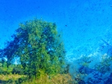 Verdure floue - Transparence