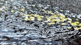 Contre courant 3 - Transparence