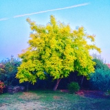 Sans titre - Paysages
