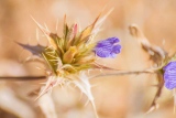 fxdefosse-photo - Fleurs