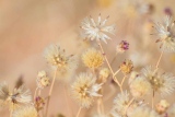 fxdefosse-photo - Fleurs