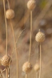 fxdefosse-photo - Fleurs