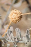 fxdefosse-photo - Fleurs