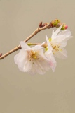 fxdefosse-photo - Fleurs