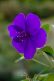 fxdefosse-photo - Fleurs