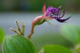 fxdefosse-photo - Fleurs
