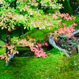 fxdefosse-photo - Fleurs