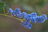fxdefosse-photo - Fleurs