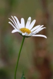 fxdefosse-photo - Fleurs