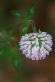 fxdefosse-photo - Fleurs
