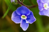 fxdefosse-photo - Fleurs