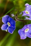 fxdefosse-photo - Fleurs
