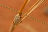 Sous le fil - Animaux