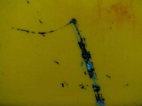 Souffle jaune - Abstraction