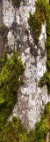 Camouflage - Le bois de la montagne