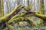 Âmes soeurs - Le bois de la montagne