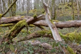 Combat des chefs - Le bois de la montagne