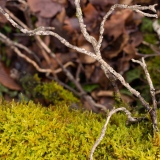 Imbroglio - Le bois de la montagne