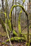 L'arche - Le bois de la montagne