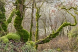 Au pays des songes - Le bois de la montagne