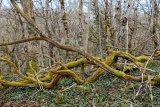 Ondulation - Le bois de la montagne