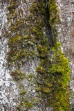 Intrigue - Le bois de la montagne