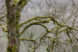L'aube du jour - Le bois de la montagne
