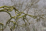 Allégresse - Le bois de la montagne