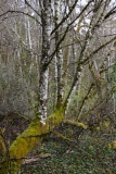 Troublante intimité - Le bois de la montagne